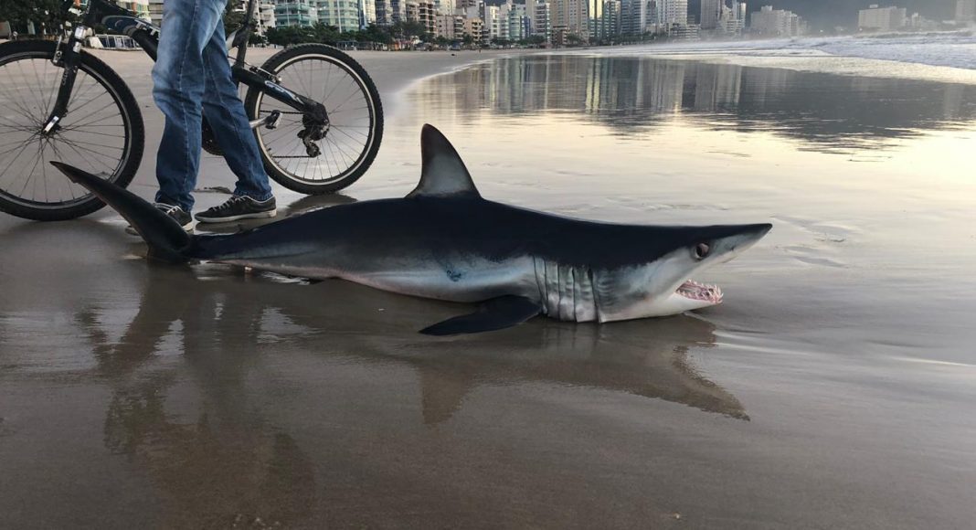 Tubarão é encontrado morto em praia de Itapema