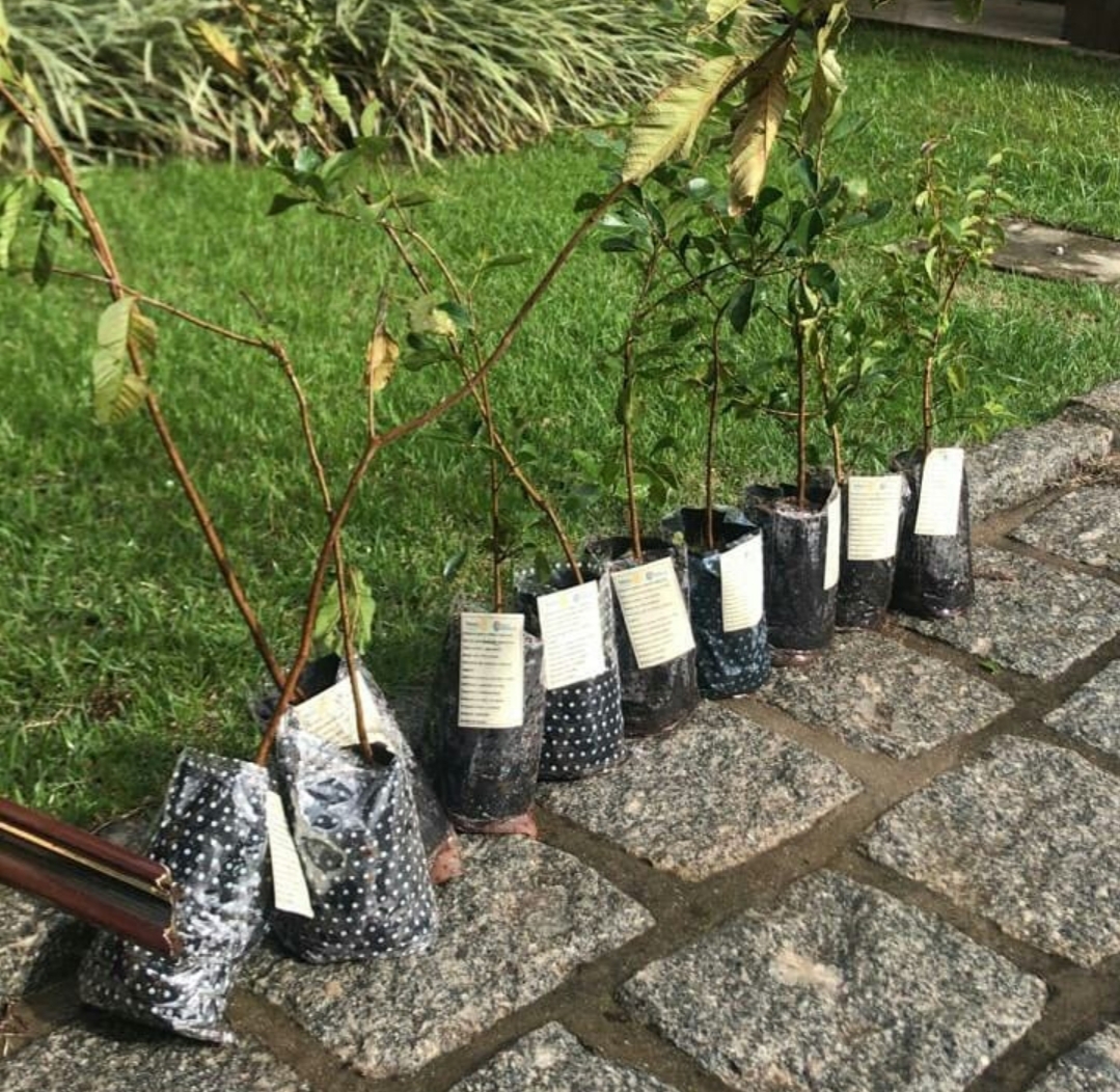 Rotary Club Luz de Tubarão celebra Dia do Meio Ambiente com plantio de mudas