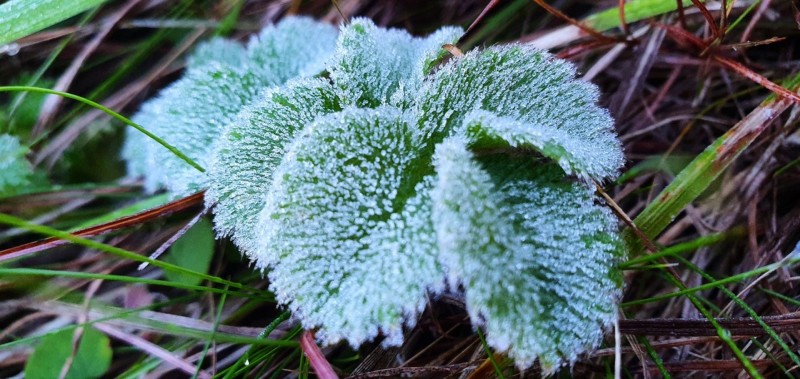 Serra Catarinense registra 0,2ºC de temperatura