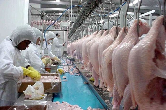 Santa Catarina é o maior exportador de carne de frango do Brasil