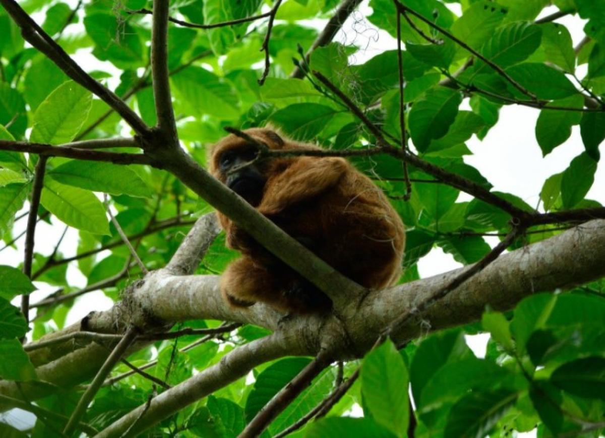 DIVE/SC confirma segunda morte de macaco por febre amarela