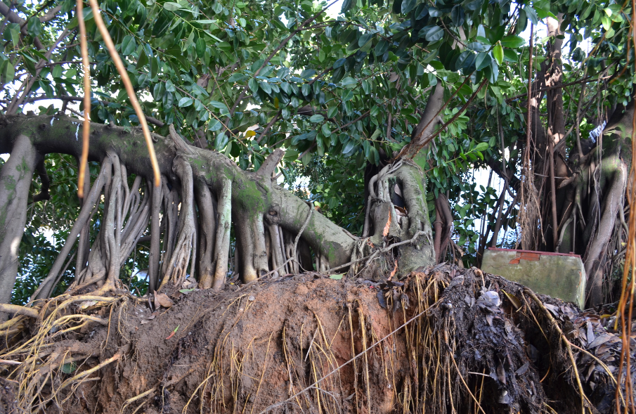 Remoção de árvores que caíram sobre cabeceira de ponte inicia nos próximos dias