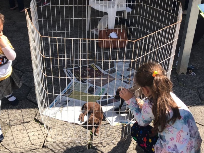 SOS Vira-Lata realiza feira de adoção nesta quinta-feira