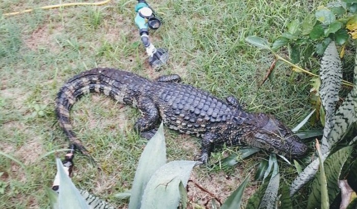 Especialistas começam projeto para monitorar jacarés no complexo lagunar