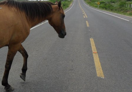 Cavalo é morto após ser atropelado na BR-101 em Tubarão