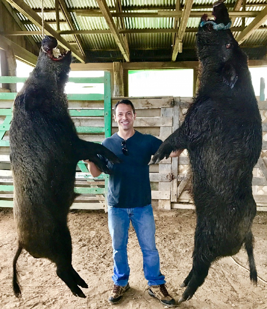 Javalis gigantes abatidos em SC impressionam pelo tamanho