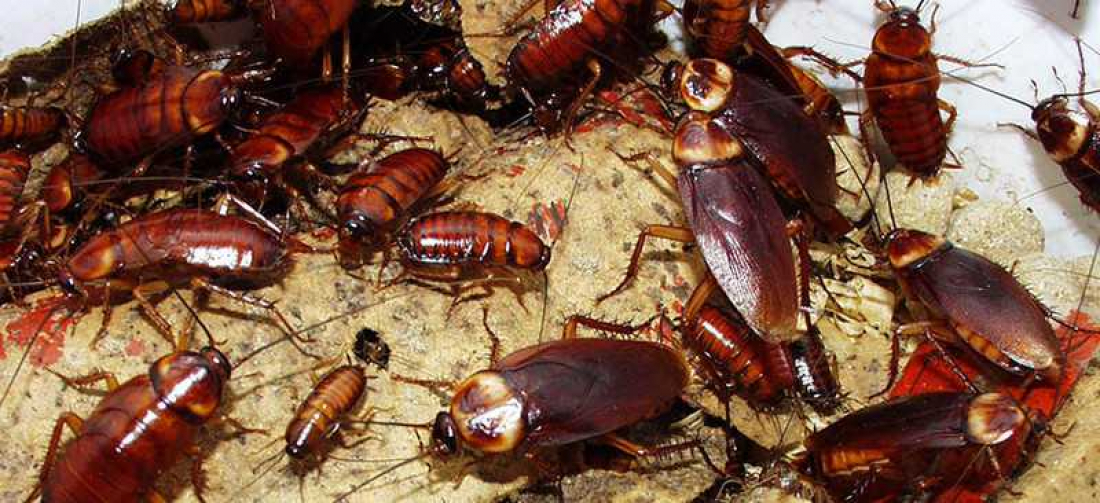 Baratas estão evoluindo e podem ser quase imortais