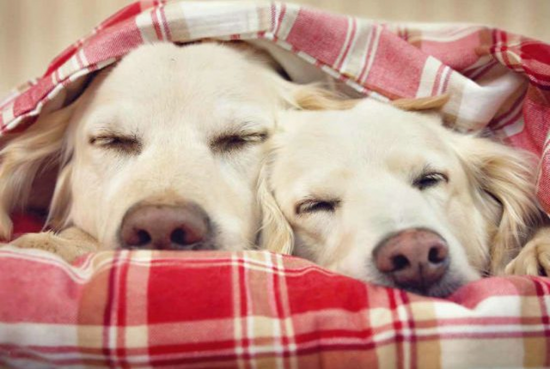 Cuidados com animais no inverno devem ser redobrados