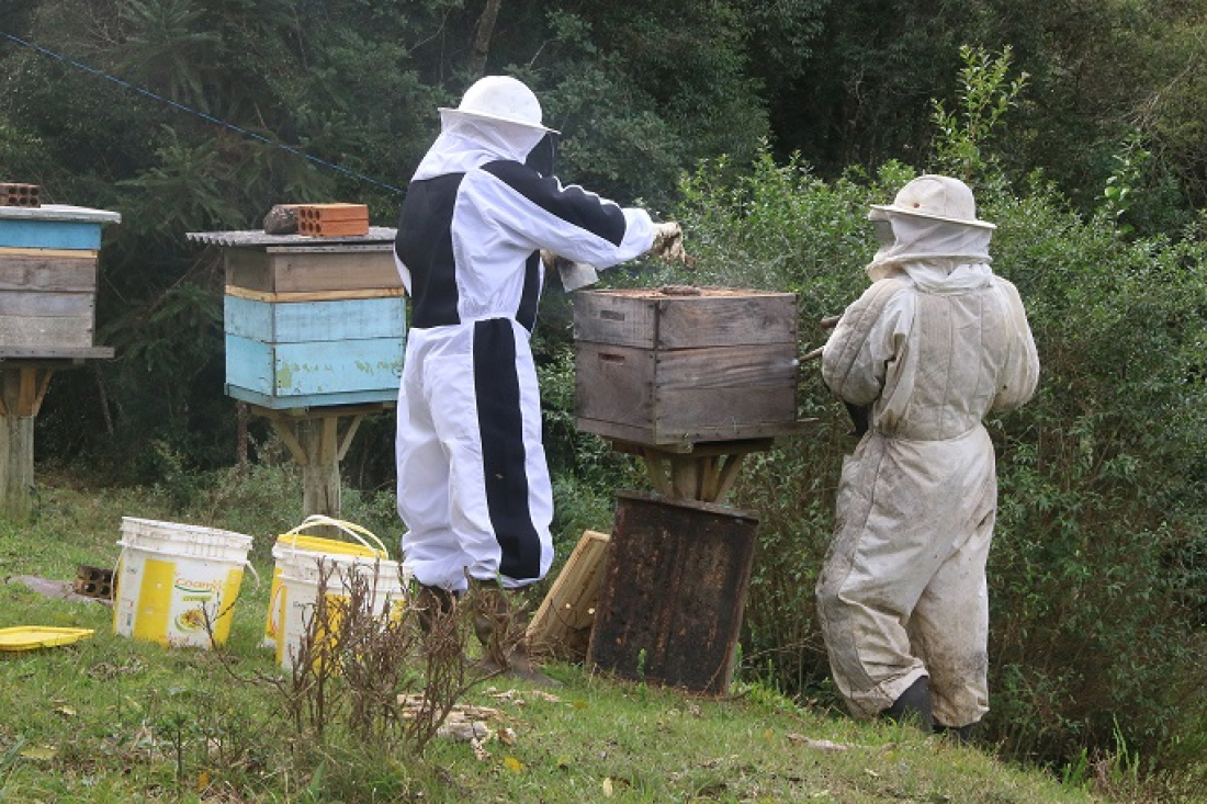 Apicultores de SC alimentam abelhas para não diminuir produção