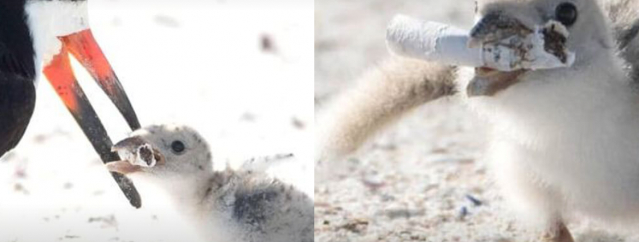 Foto registra ave alimentando filhote com cigarro