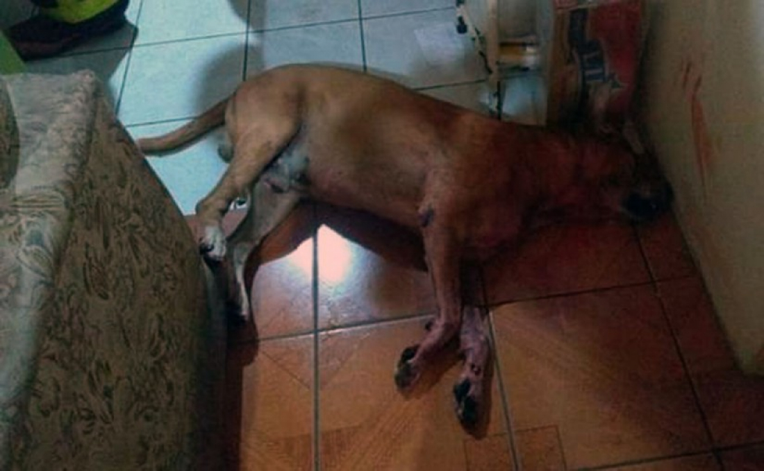 No PR: idosa tem rosto desfigurado após ser atacada por cachorro em casa