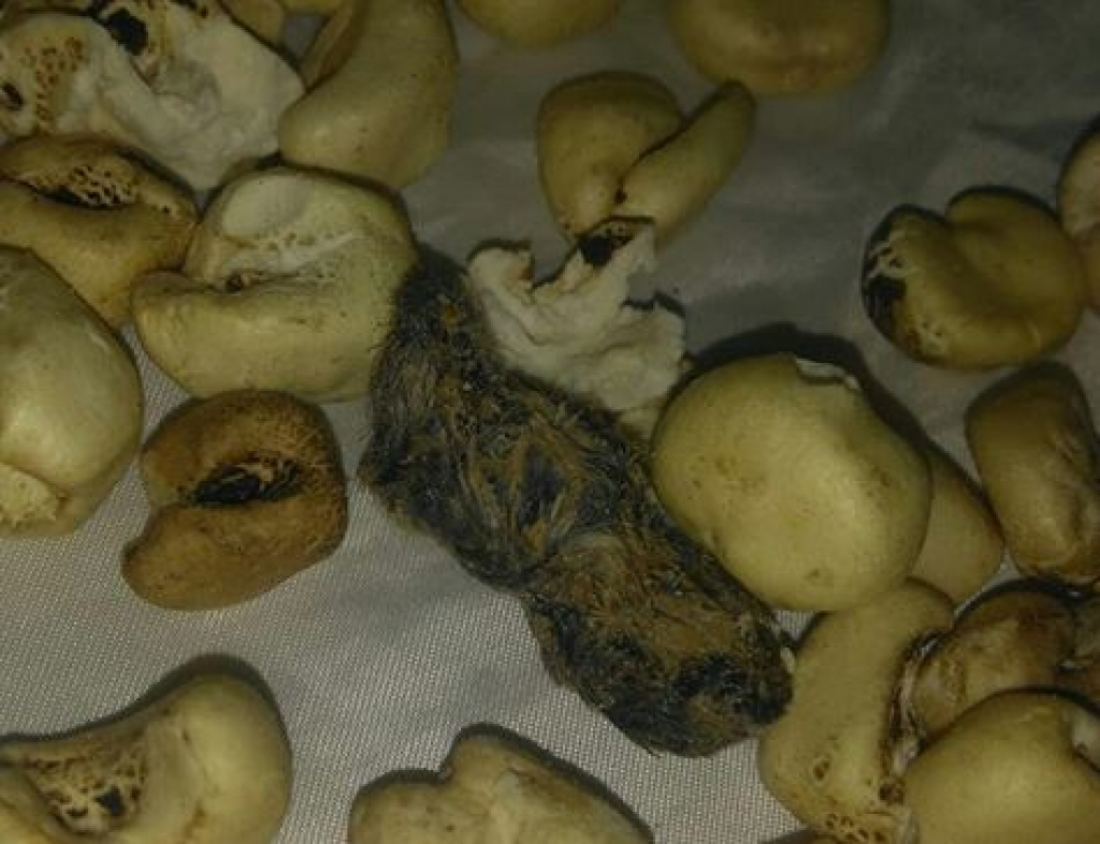 Criciúma: TJ confirma pena para empresário que vendeu pipoca com rato dentro