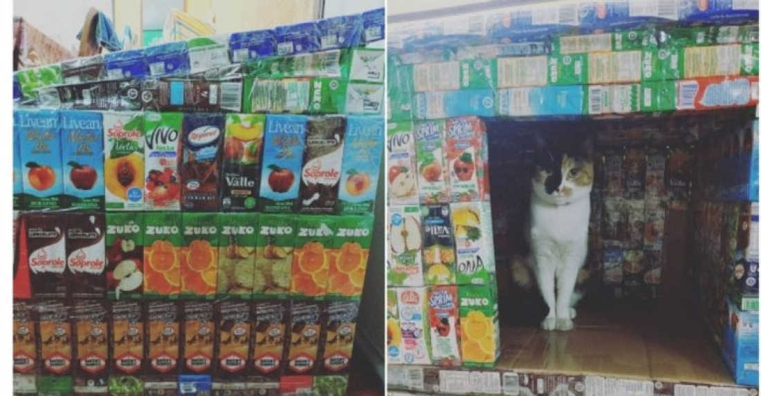 Internacional: crianças reciclam caixas de suco e constroem casinhas para cães e gatos de rua