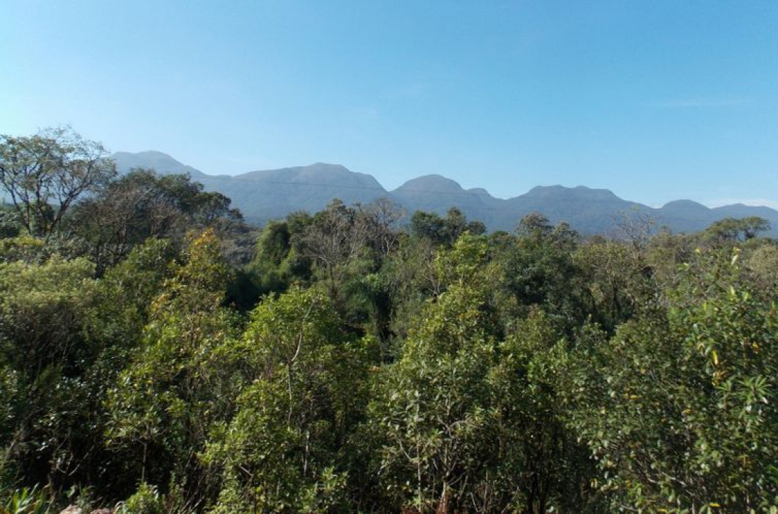 Saúde: composto de planta da Mata Atlântica combate leishmaniose e Chagas