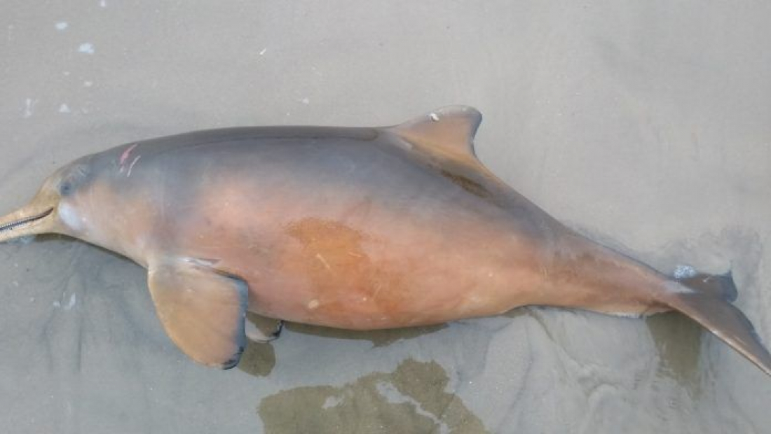 Pesquisadores recolhem toninha encontrada morta na Praia do Gi