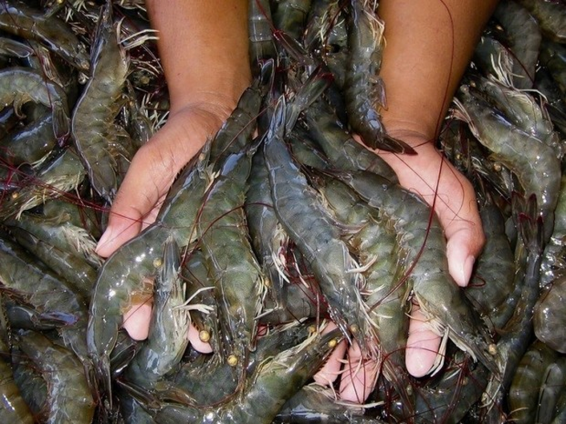 Iniciado período de defeso do camarão no complexo lagunar; confira as orientações