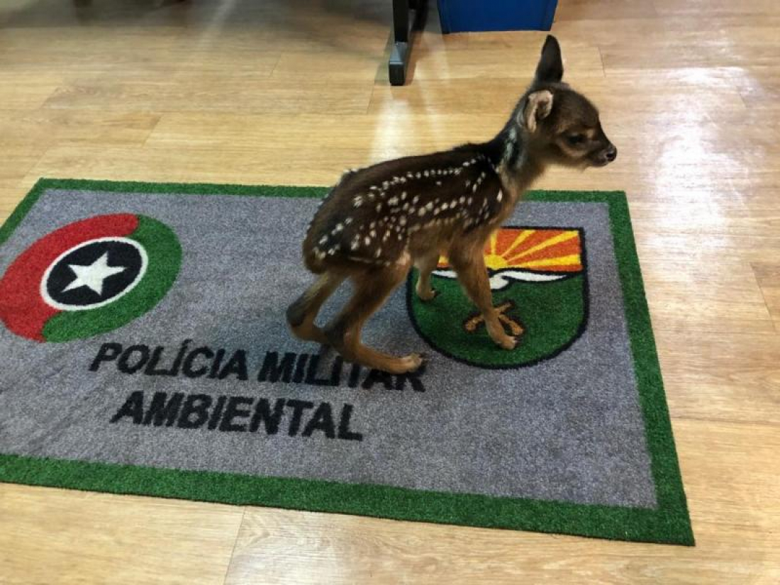 Em SC: Polícia Ambiental de Caçador, no Oeste, resgata filhote de veado após morte da mãe