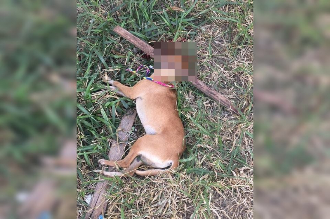 No país: homem é preso acusado de matar cachorro a pauladas