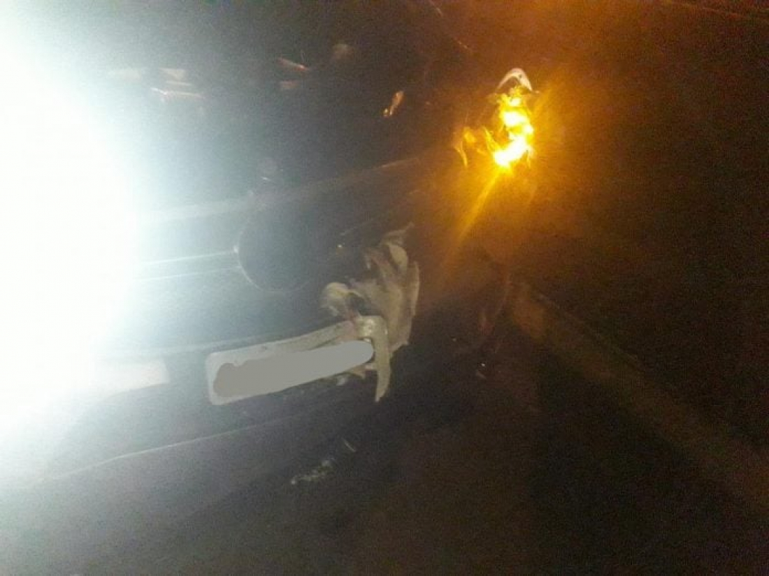 Atropelamento com morte na BR-101