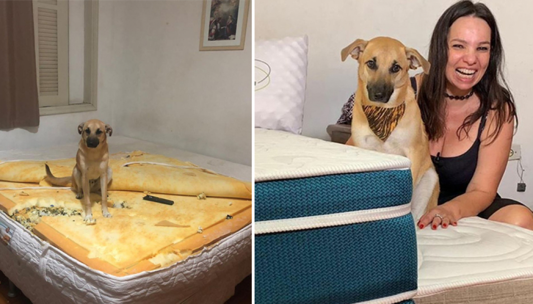 Depois de destruir colchão da dona, Chico vira ‘influencer’ e ganha a própria ‘coleção’ de colchões