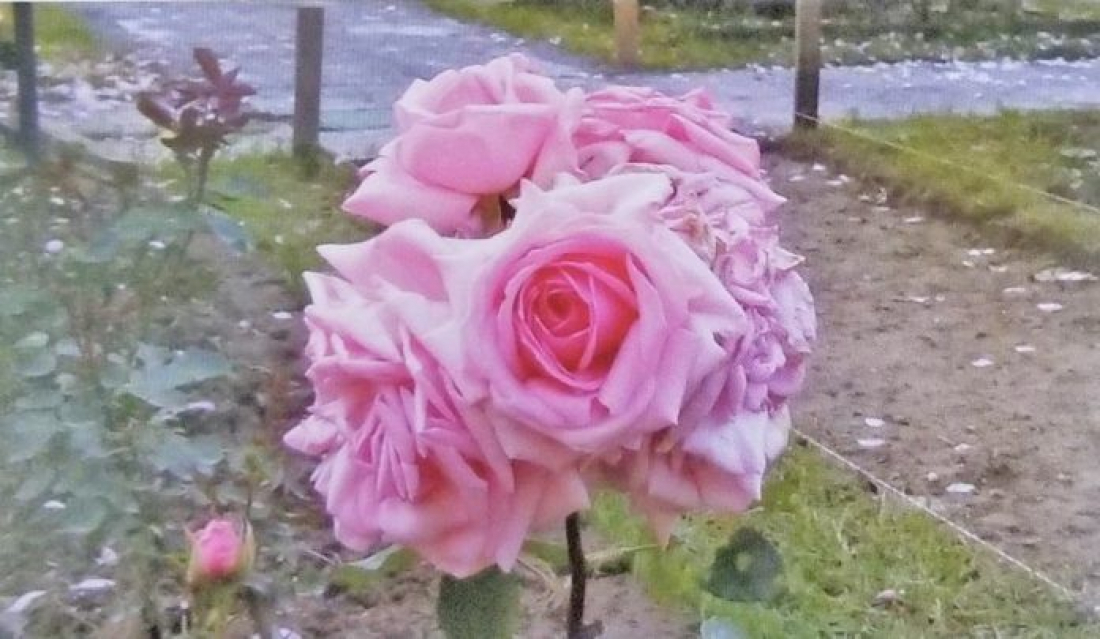 Videoconferência une Laguna e Itália para apresentar projeto ‘Uma rosa por Anita’