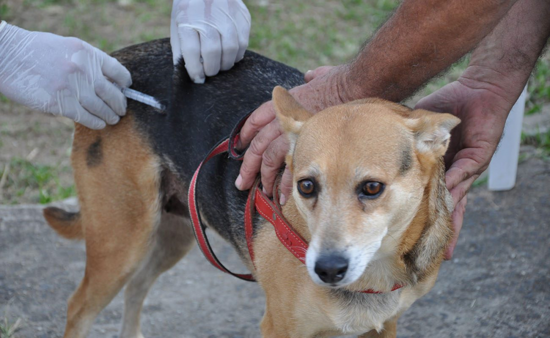 Capivari de Baixo fará vacinação antirrábica no dia 10 de agosto