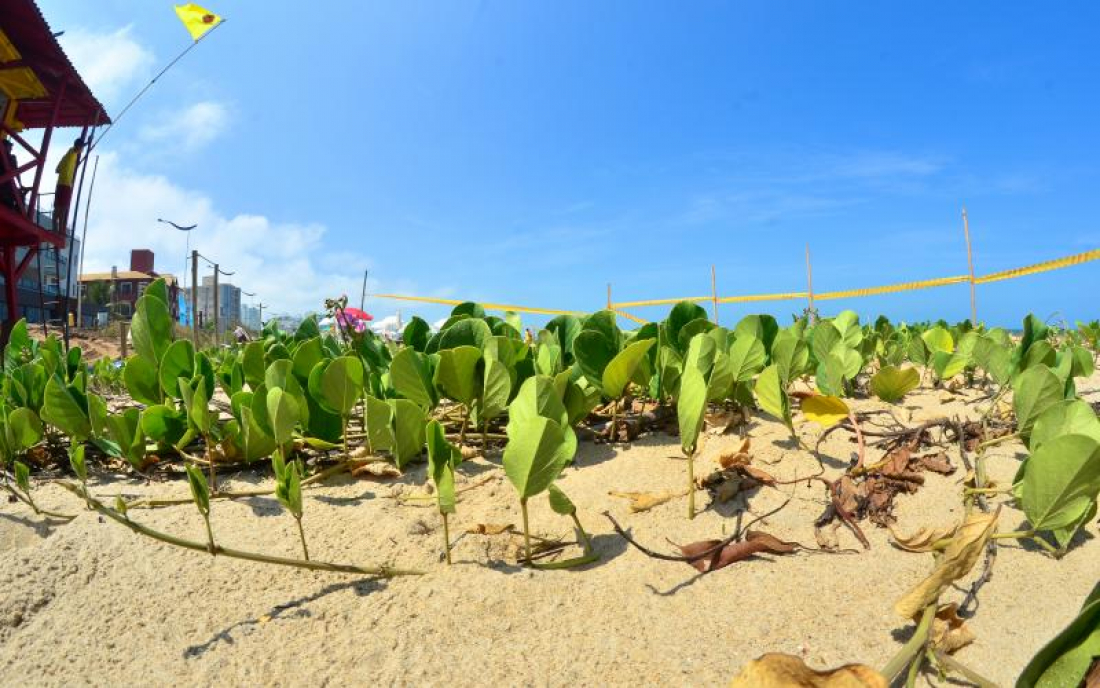  144 escorpiões são capturados na Praia Brava pela prefeitura de Itajaí