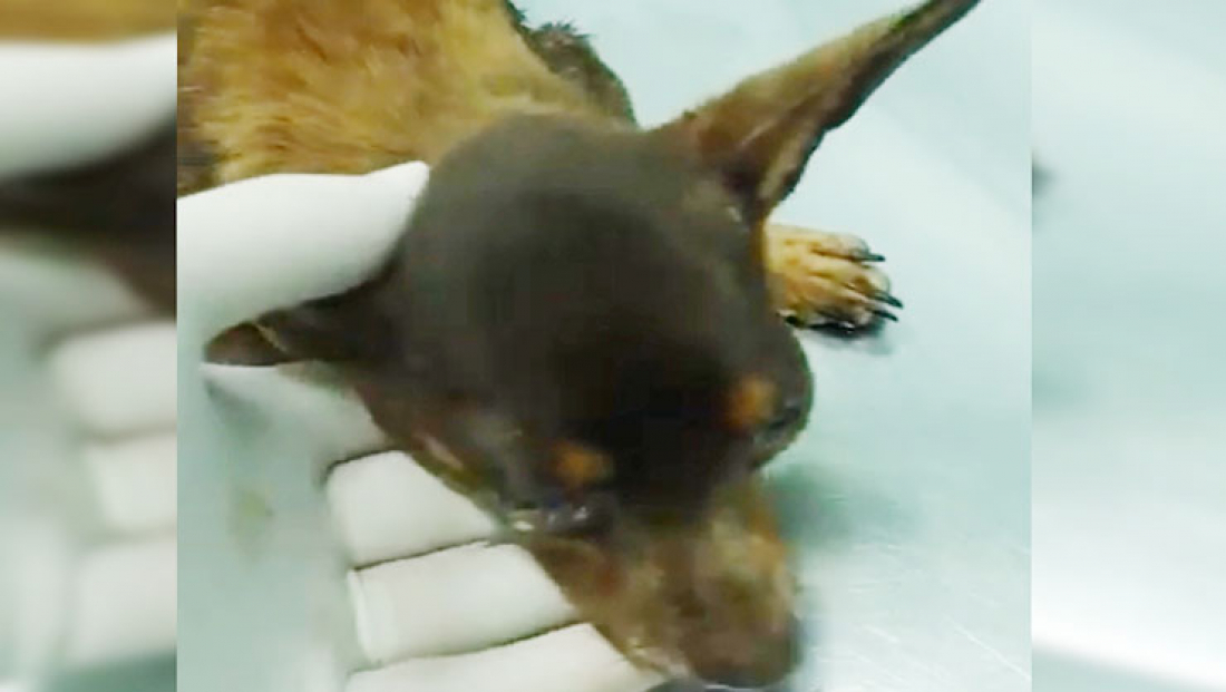 Morre cachorrinha que foi perfurada com espeto durante churrasco em Itapema