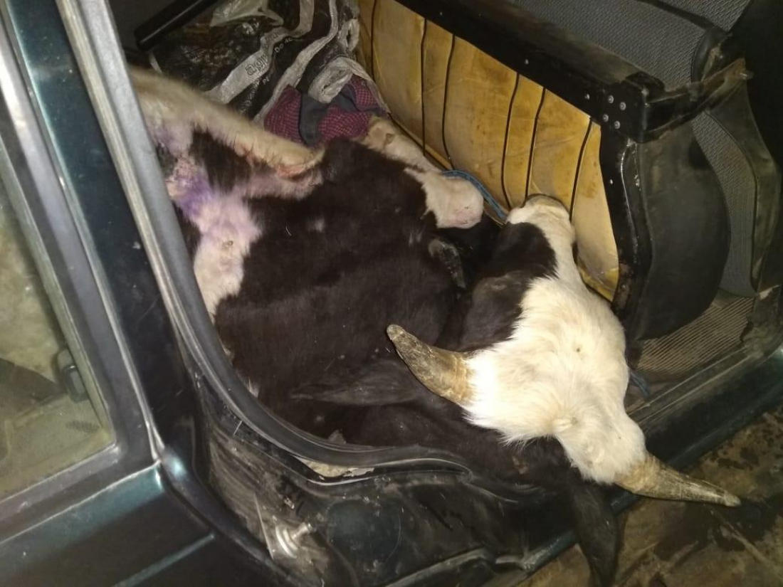 Polícia Civil de Gravatal e Sangão Identificam autores de furto de gado