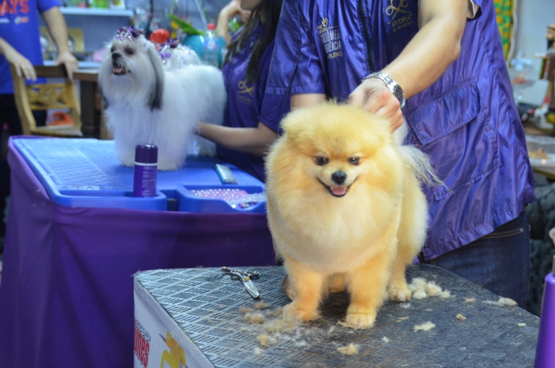 Segunda edição do Pet Days terá Concurso de Tosa  em Tubarão