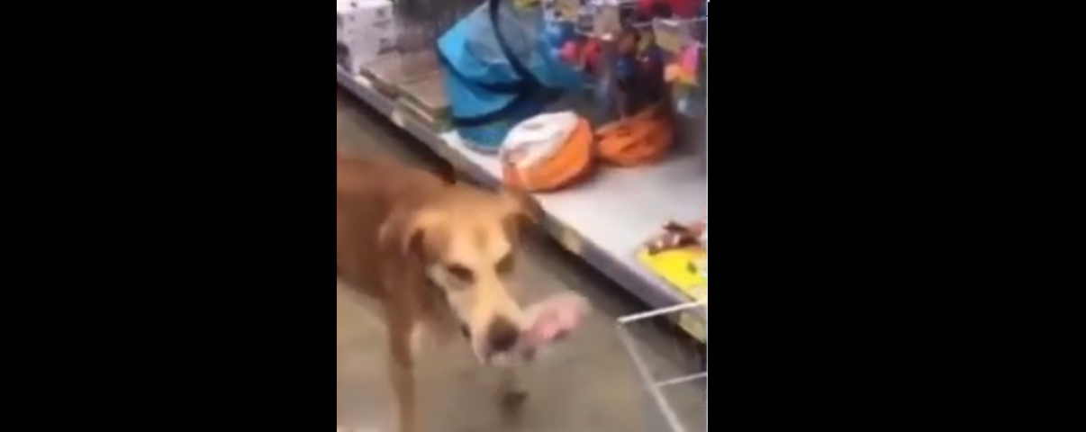 Em SC: Cachorro é flagrado 'roubando' pet shop em Balneário Camboriú