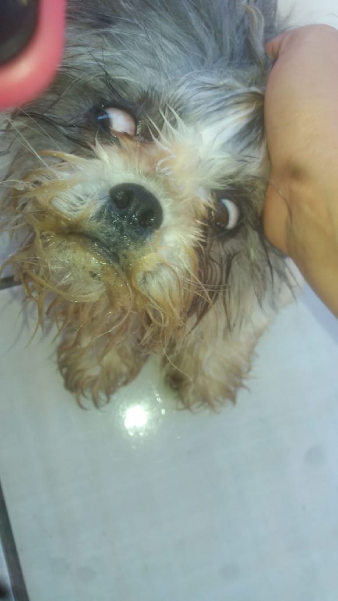 Crueldade! Cachorro tem a boca colada em SC