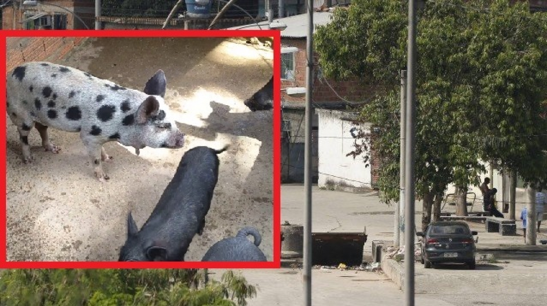 Pelo País: Tráfico de Vigário Geral, no RJ, cria porcos para sumir com cadáveres e ocultar crimes