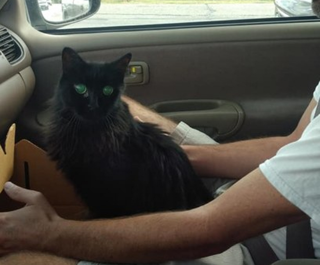 Gata cega reconhece seus tutores após oito anos desaparecida