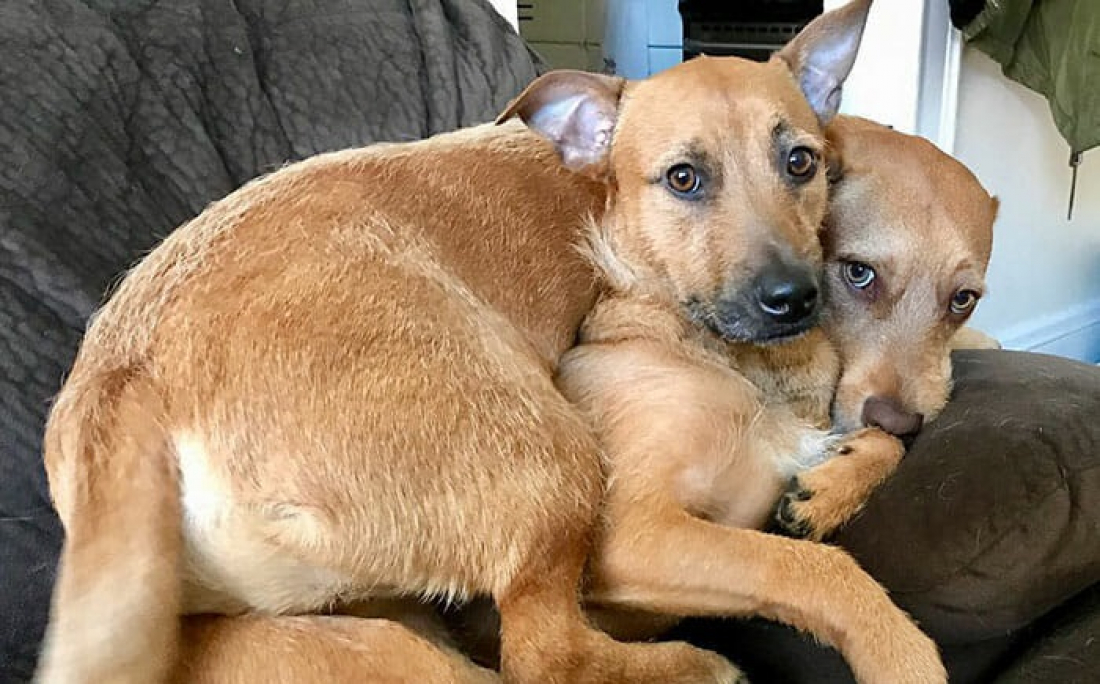 Este cão achou um sósia a caminho do mercado e convenceu sua dona a adotá-lo também