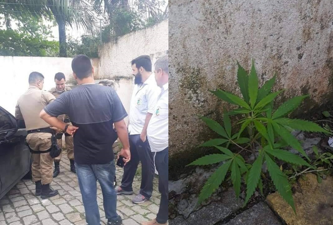 Em SC: Pé de maconha é encontrado no pátio da Câmara de Vereadores de Camboriú