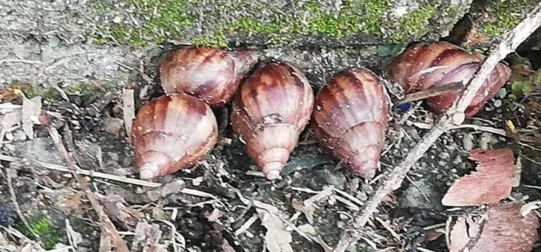 Caramujos podem transmitir doenças graves; saiba como eliminar os invasores