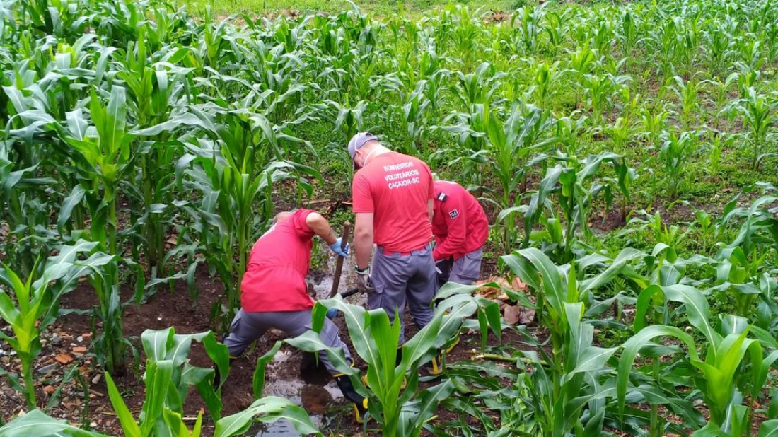 Em SC: homem mata idoso e enterra o corpo em milharal