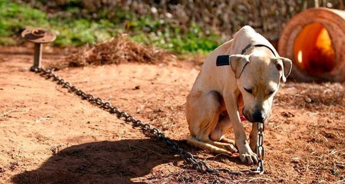 Em SC: Lei proíbe deixar cachorros acorrentados e sempre presos