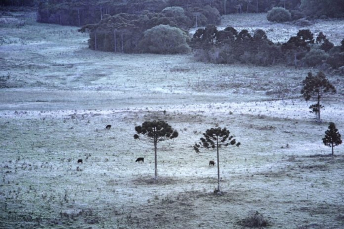 Frio! Serra catarinense amanhece neste sábado (7) com 1,3ºC e geada
