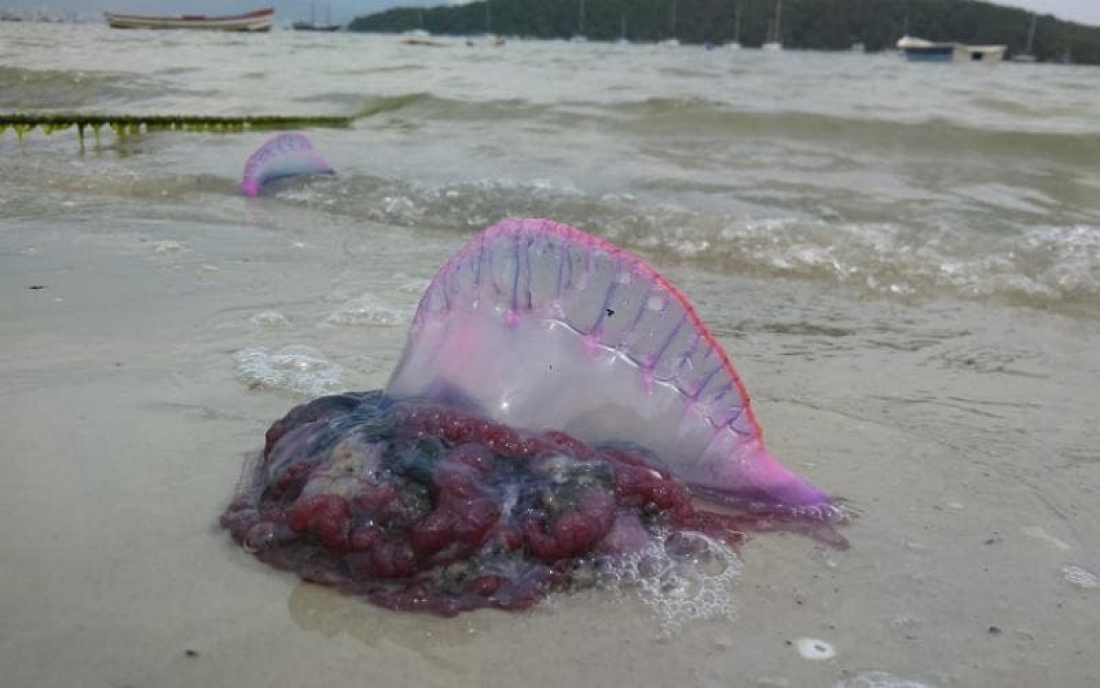 Alerta: Caravelas já chegaram ao litoral de Santa Catarina e assustam banhistas