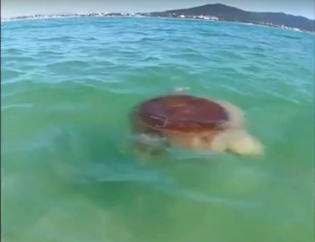 Em SC: Medusa gigante é vista em Florianópolis após 150 anos