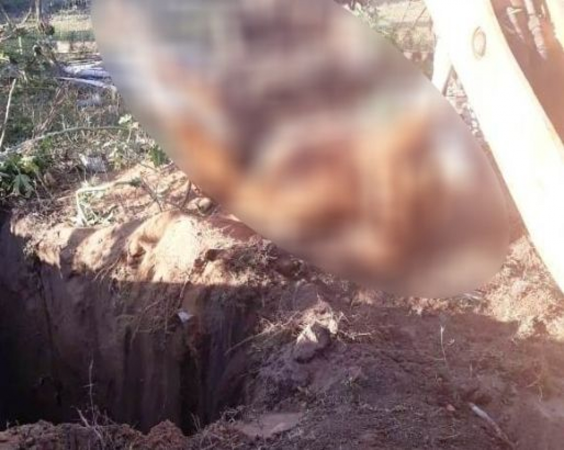 Cavalo com sinais de abandono e maus-tratos é sacrificado em Laguna