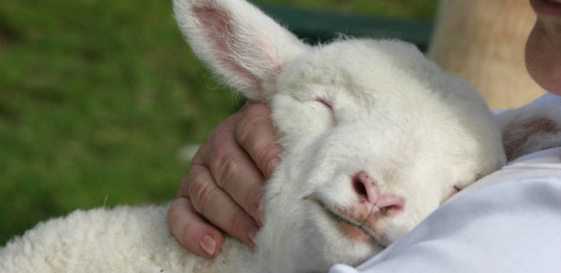 Tubarão: Idoso é preso após ser flagrado abusando sexualmente de uma ovelha