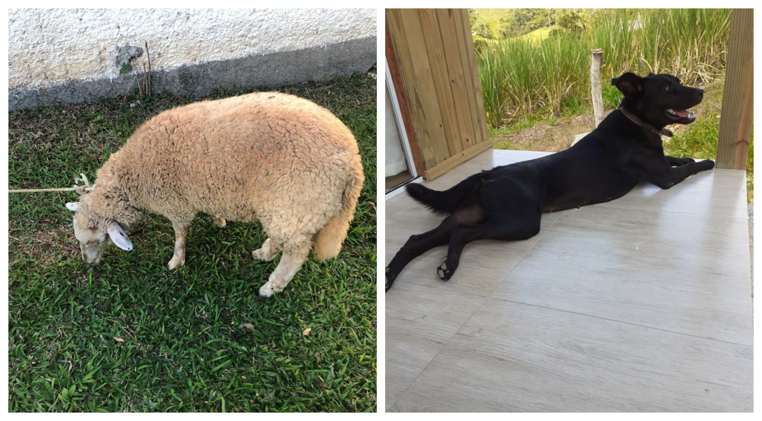 Protetoras iniciam petição para internação compulsória de abusador de animais em Tubarão