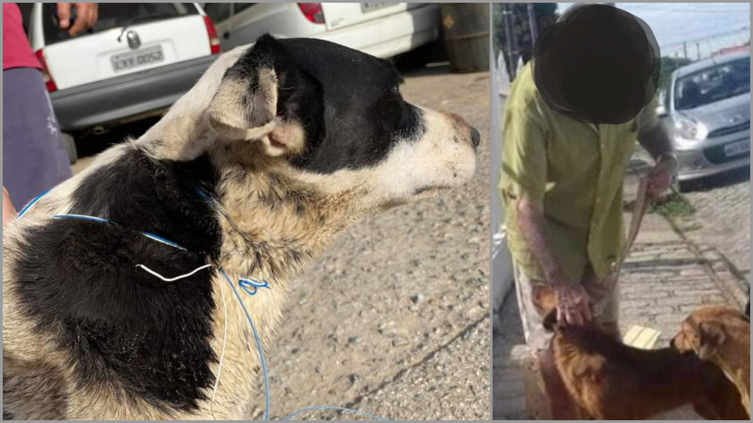 Idoso de Tubarão preso por abuso de animais é solto; caso foi encaminhado ao MP