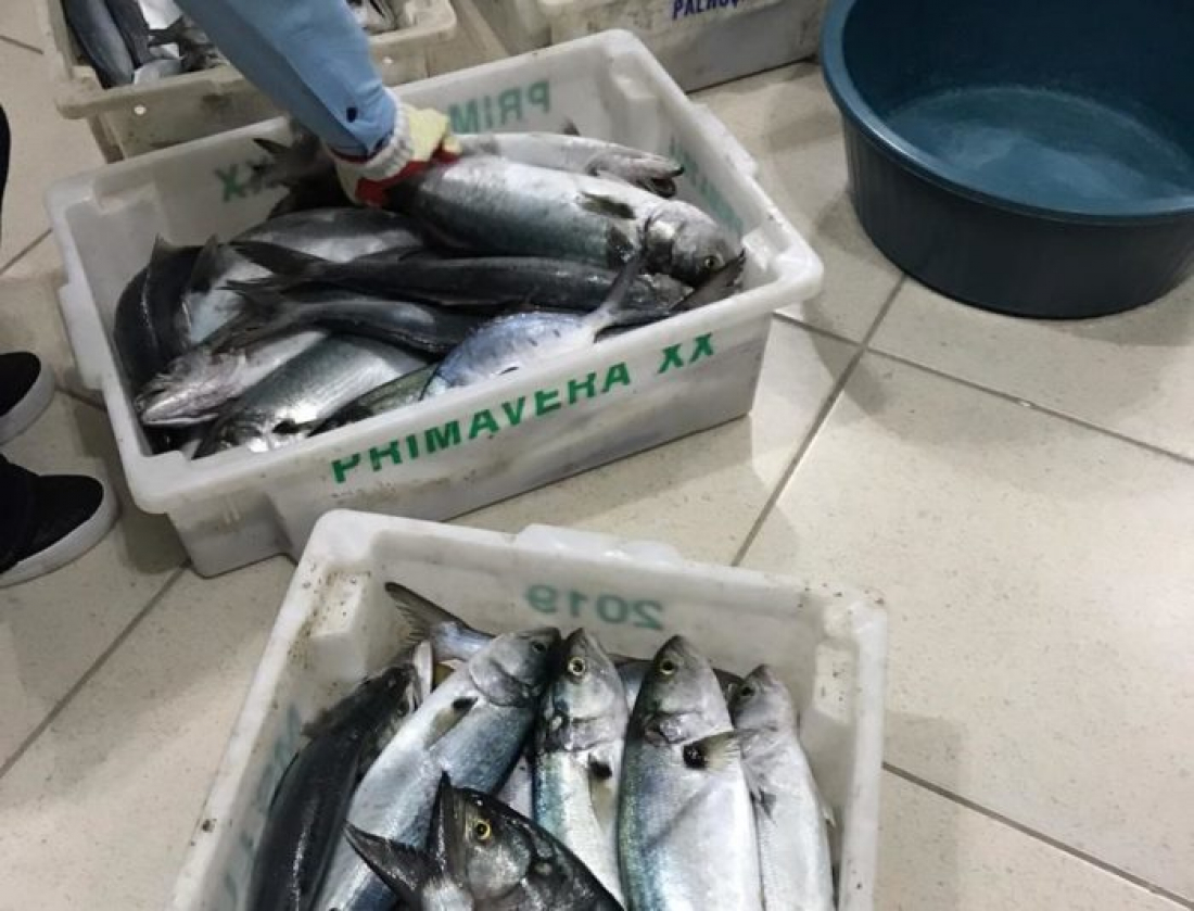 Uma tonelada de pescado ilegal é apreendida em Laguna