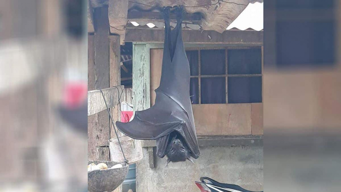 Morcego gigante, com tamanho de humano, viraliza nas redes sociais