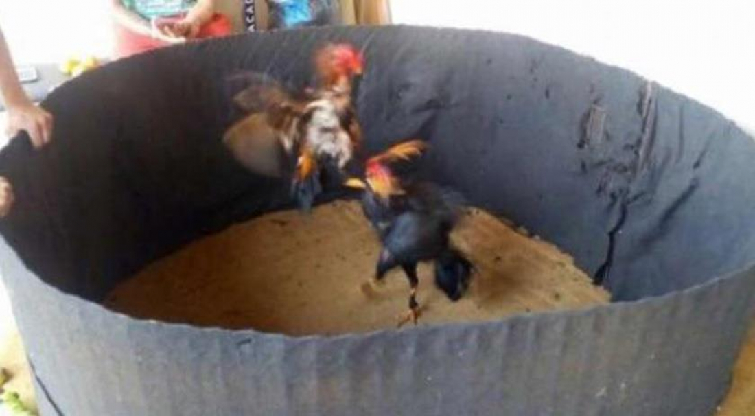 Polícia flagra rinha de galo e detém 40 suspeitos em São Martinho