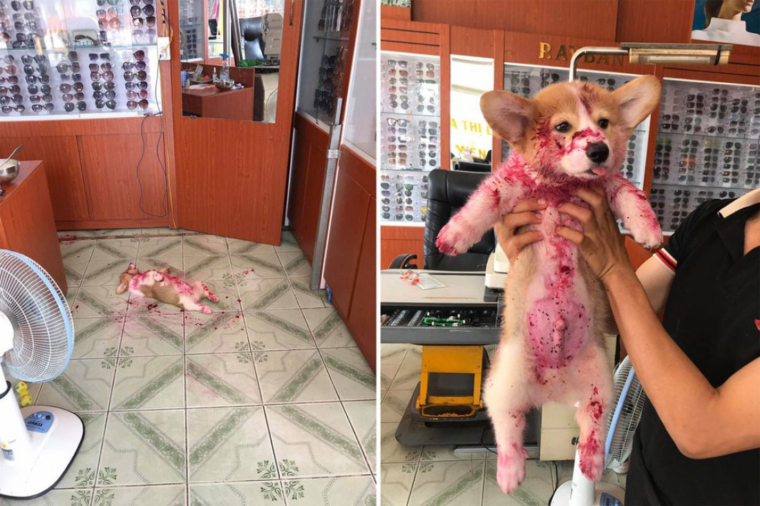 Cachorrinho dá susto em donos e viraliza na web